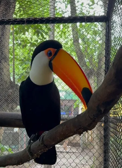 Fim do zoológico tradicional? Uberlândia inicia retirada de animais e aposta em novo modelo ambiental