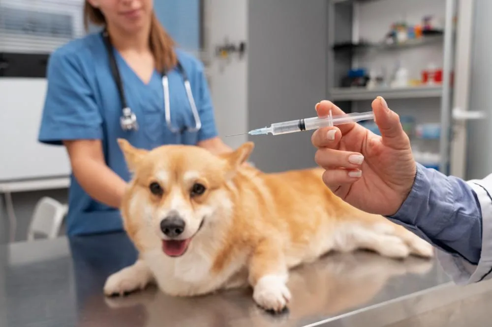 Mutirão em Uberaba esgota vagas de castração e amplia vacinação com doses limitadas para cães e gatos