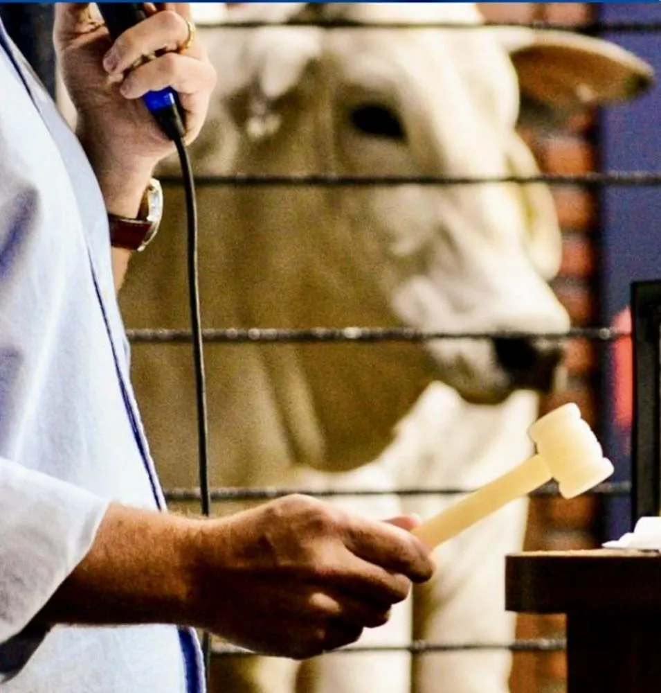 EXPOZEBU SE APROXIMA DE R$ 220 MILHÕES E CONSOLIDA FORÇA DO AGRO COM RECORDES E DISPUTA ENTRE ELITE GENÉTICA