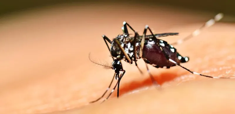 AVANÇO DA CHIKUNGUNYA NA REGIÃO ACENDE ALERTA EM ARAXÁ APÓS NOVOS CASOS CONFIRMADOS