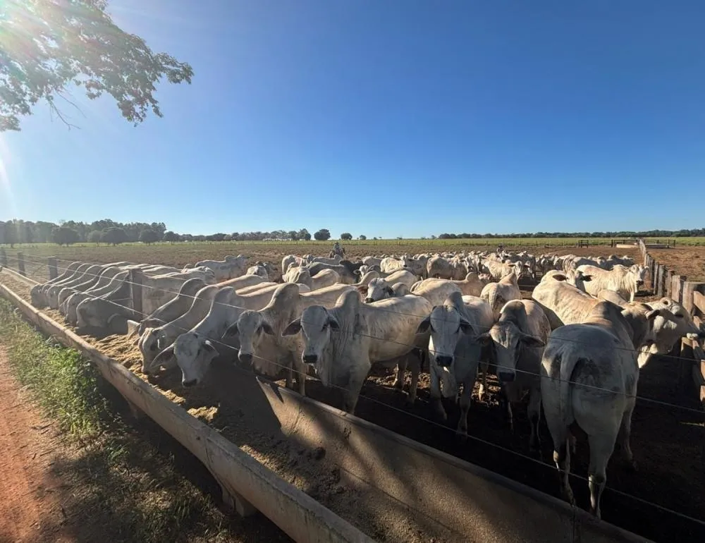 FAZENDA DO TRIÂNGULO MINEIRO COLOCA MAIS DE 200 ANIMAIS EM PROGRAMA DA ABCZ PARA AVALIAÇÃO GENÉTICA DE CARCAÇA