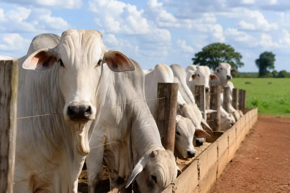 TRIÂNGULO MINEIRO ENTRA NO RADAR NACIONAL DE CUSTOS DO AGRO E PRODUTORES SERÃO MONITORADOS PELA CNA
