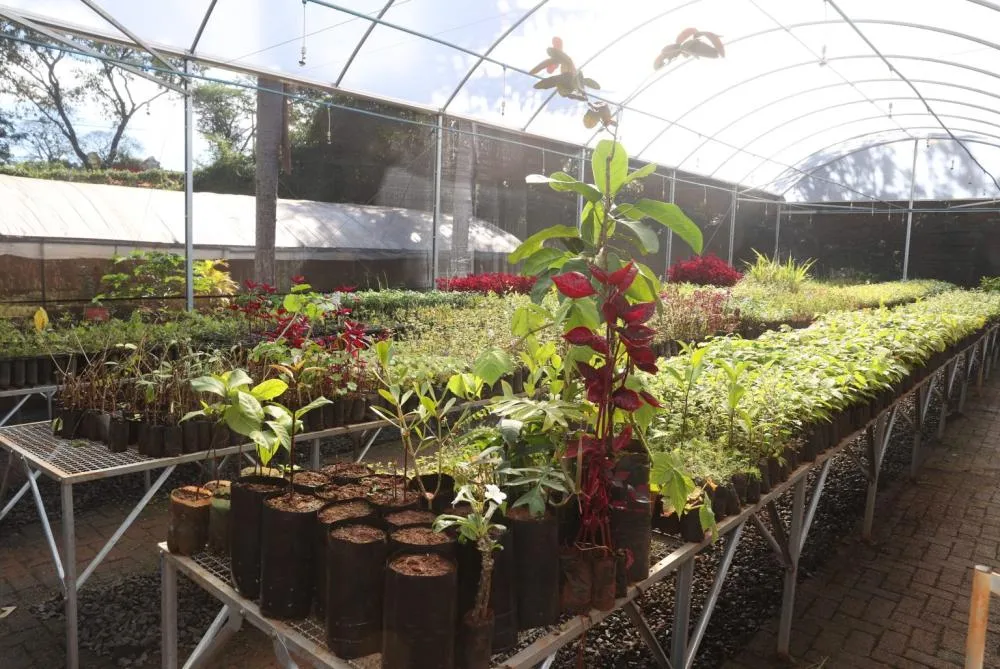 INVESTIMENTO DE R$ 350 MIL PROMETE TRANSFORMAR PRODUÇÃO DE MUDAS E AMPLIAR ARBORIZAÇÃO EM UBERLÂNDIA