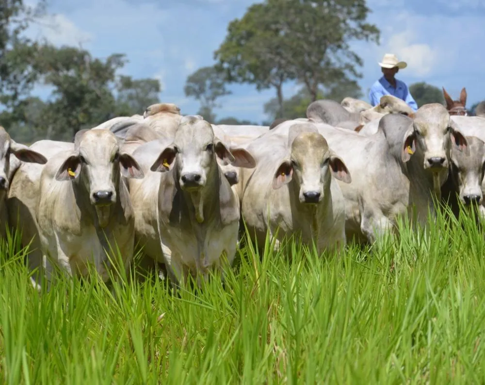BRAHMAN QUER MOSTRAR SUA FORÇA NA FEICORTE COM TECNOLOGIA, GENÉTICA E DEGUSTAÇÃO DE CARNE