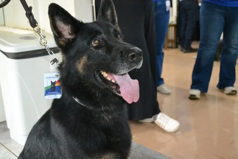 CÃES TREINADOS PASSAM A VISITAR PACIENTES NO HC-UFTM E LEVAM CONFORTO DURANTE A INTERNAÇÃO