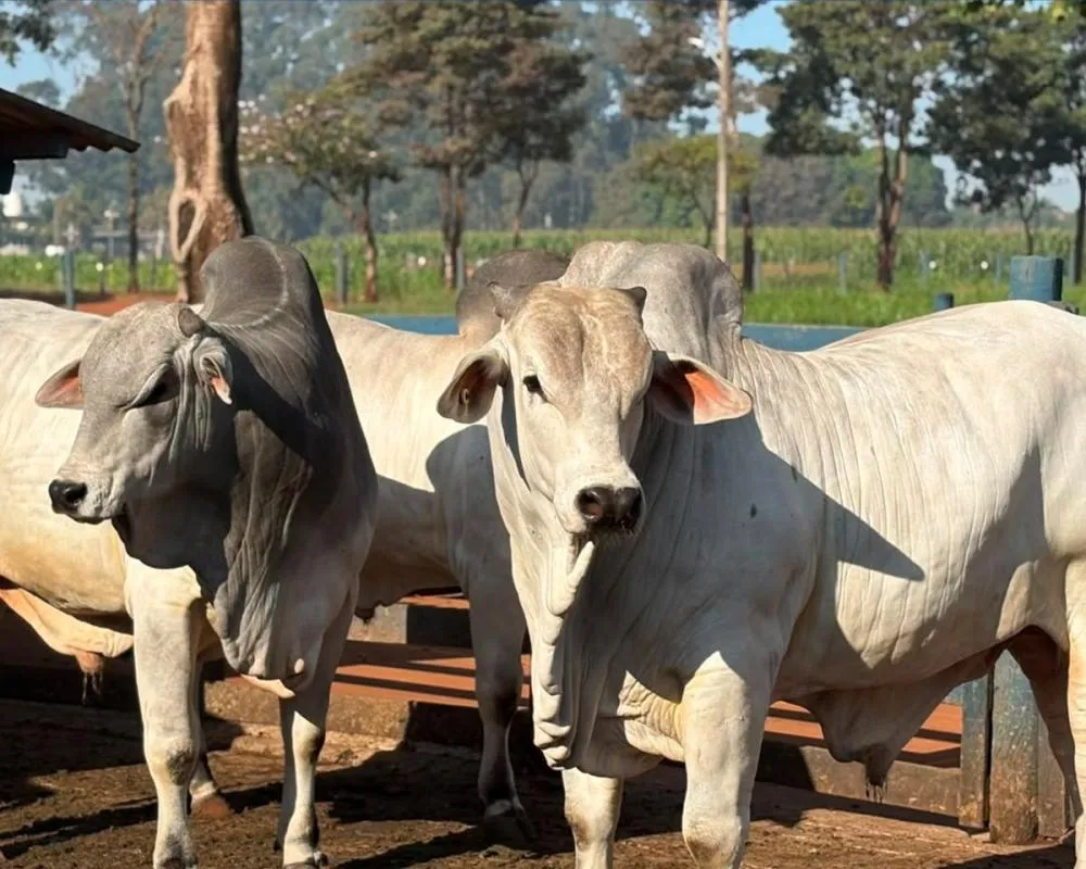 PESAGEM DECISIVA DEFINE RANKING DOS TOUROS QUE DISPUTAM UM DOS PRINCIPAIS PROGRAMAS GENÉTICOS DO PAÍS