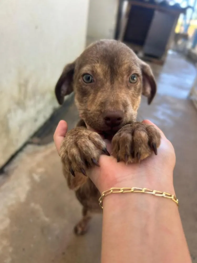 DEZENAS DE CÃES E GATOS AGUARDAM UM NOVO LAR EM ARAGUARI; PREFEITURA REFORÇA CAMPANHA DE ADOÇÃO RESPONSÁVEL