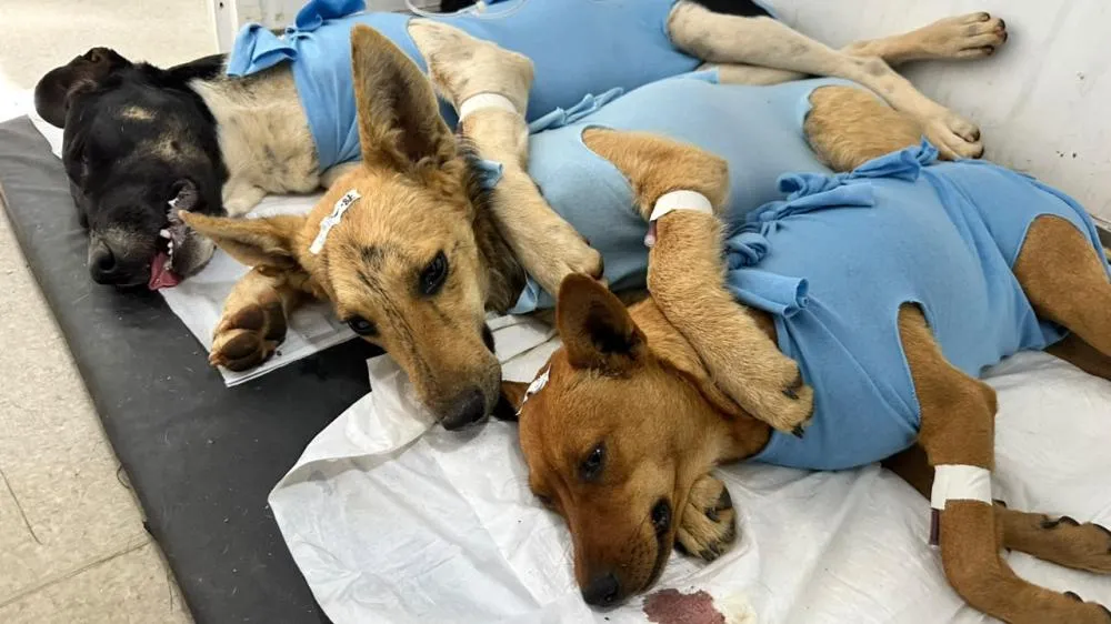 MAIS DE 400 ANIMAIS SERÃO CASTRADOS EM NOVA ETAPA DO MUTIRÃO GRATUITO EM ARAXÁ