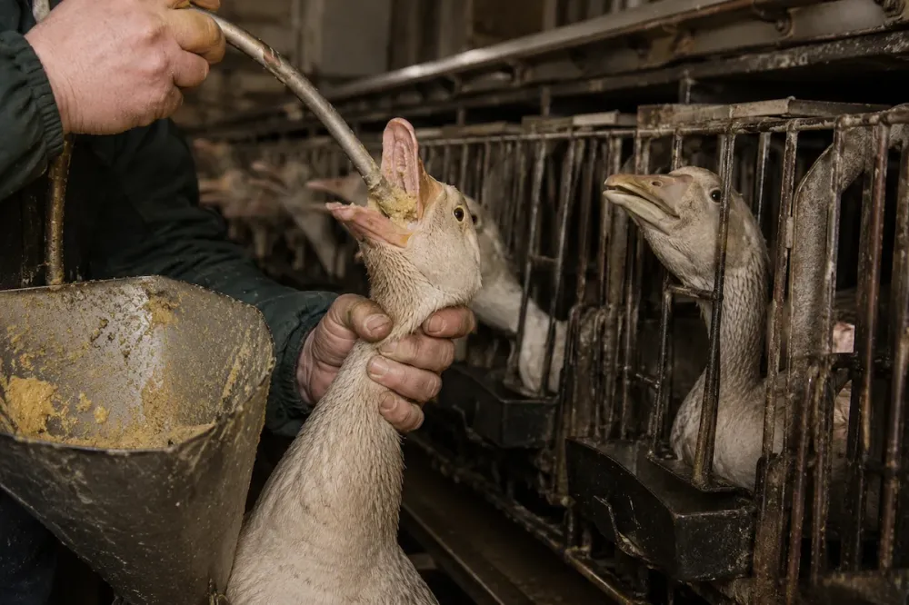 FOIE GRAS É PROIBIDO NO BRASIL APÓS SANÇÃO DE NOVA LEI FEDERAL