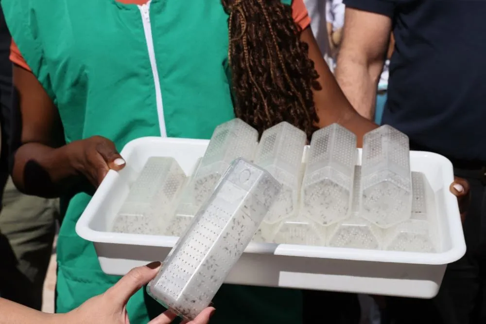 MORTES POR DENGUE DESPENCAM 92% EM UBERLÂNDIA E CIDADE ATRIBUI RESULTADO A NOVA ESTRATÉGIA CONTRA O AEDES