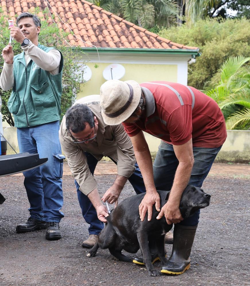 UBERLÂNDIA VACINA 15,8 MIL ANIMAIS E SUPERA META