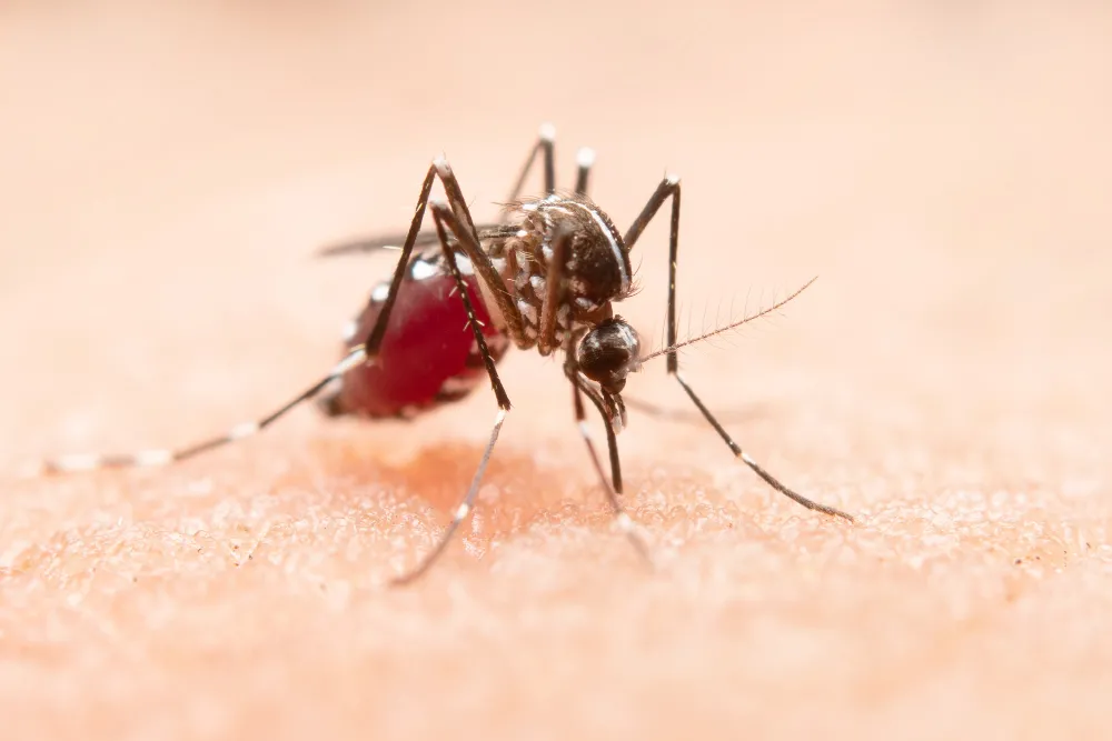  Uberaba ultrapassa 23 mil notificações de dengue e chega a 19 mortes em 2025