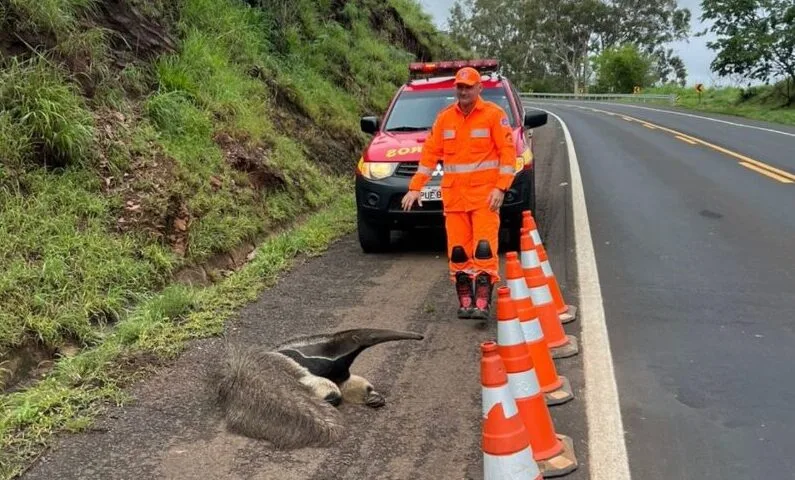 Rodovias do Triângulo viram campo de batalha para a fauna