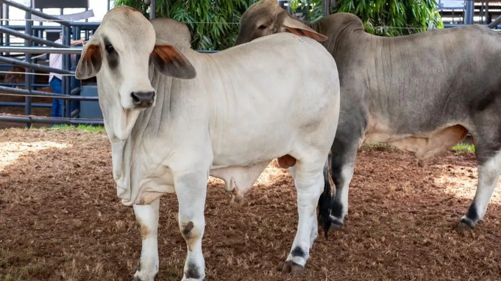 Brahman entra em campo e o relógio começa a correr para os criadores