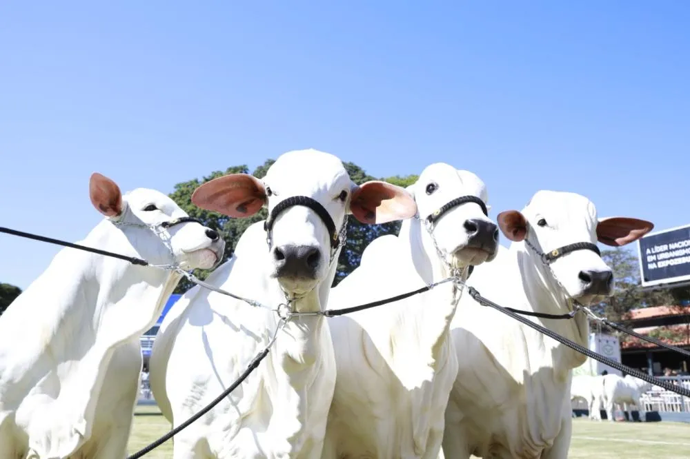 ABCZ digitaliza o campo e promete revolução silenciosa no melhoramento genético do leite