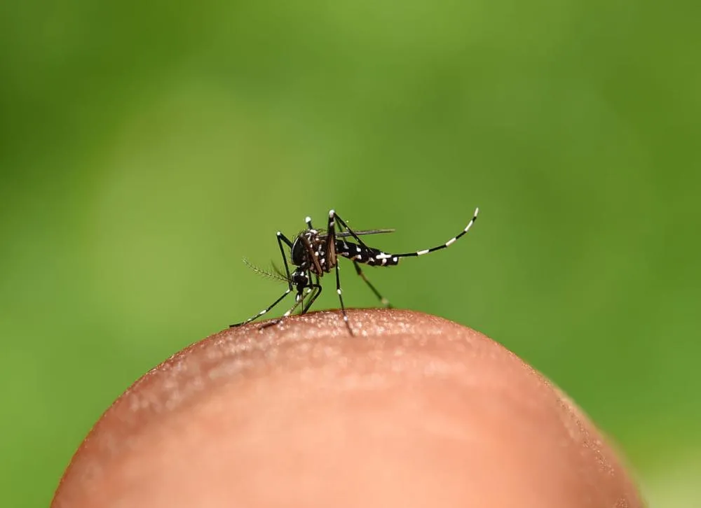Patos de Minas registra risco médio para dengue e maioria dos focos está dentro das casas