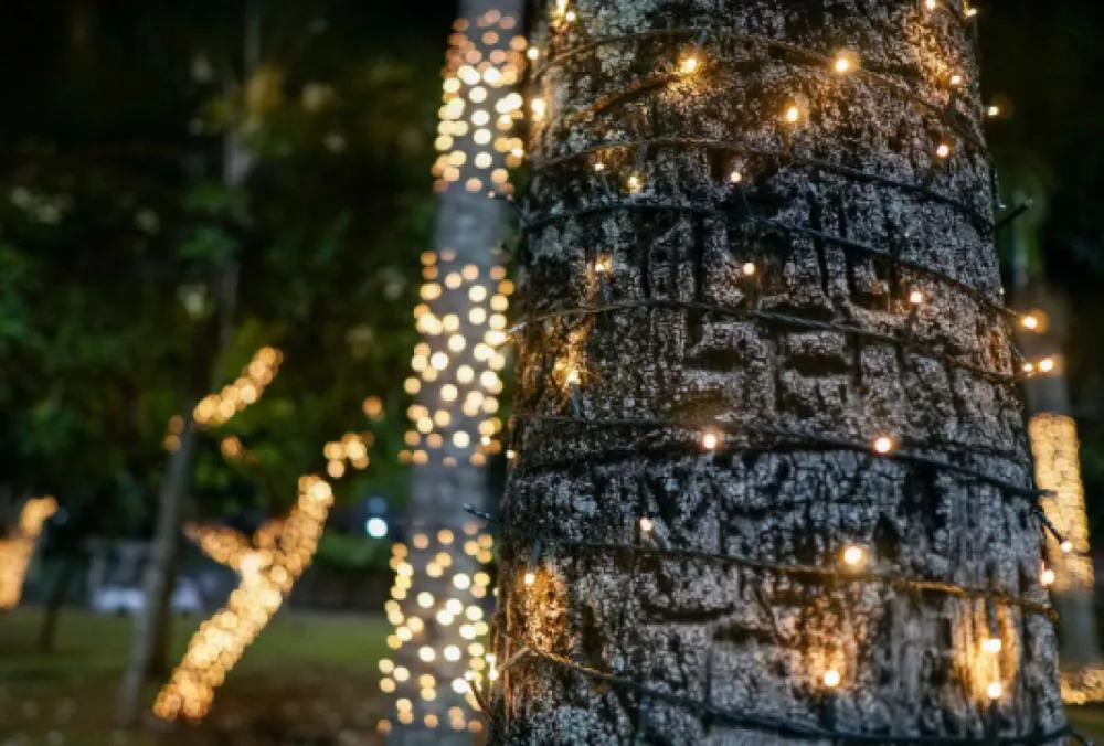 Árvore dos Desejos ilumina a Praça Rui Barbosa