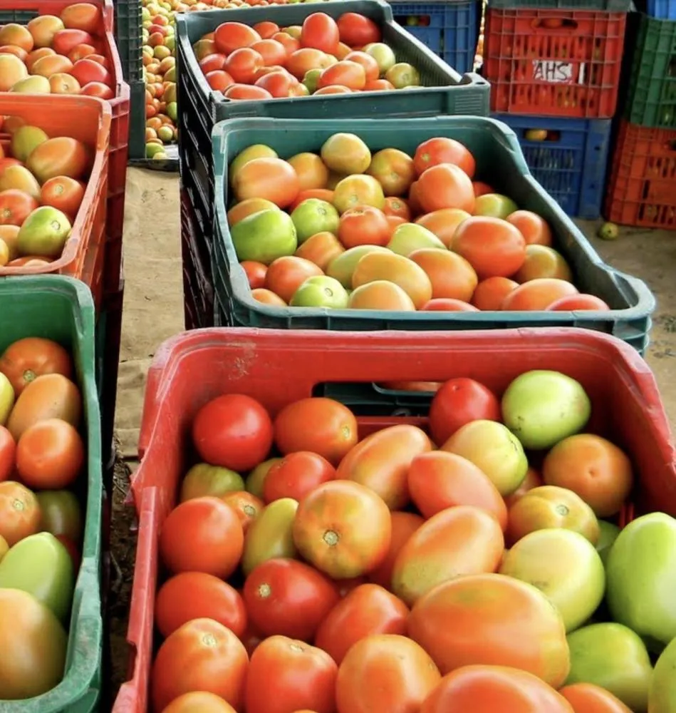 Tomate dispara 30% e preços oscilam na Ceasa de Uberaba