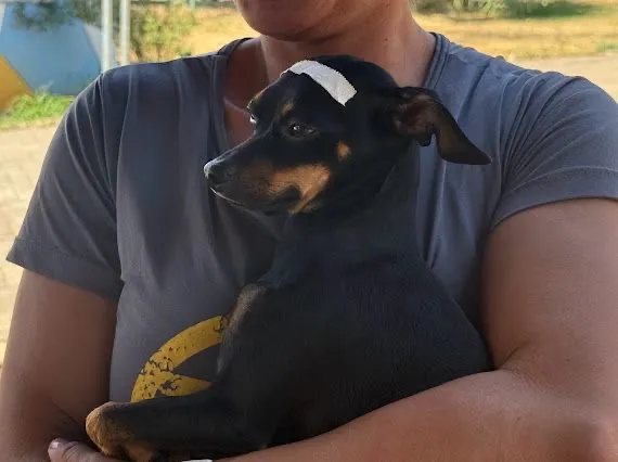 Explosão de animais abandonados pressiona cidades e Araxá reage com mutirão de 450 castrações gratuitas