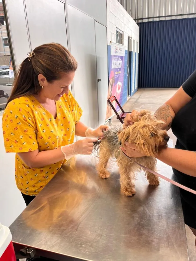 Vacinação gratuita para cães e gatos em Uberaba ocorre sem custo público e mobiliza rede de protetores